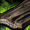 GuildWars2_GW2_Ancient_Wood_Plank_Icon