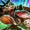 GuildWars2_GW2_JanthirWilds_JW_Gift_of_the_Entrée_Icon